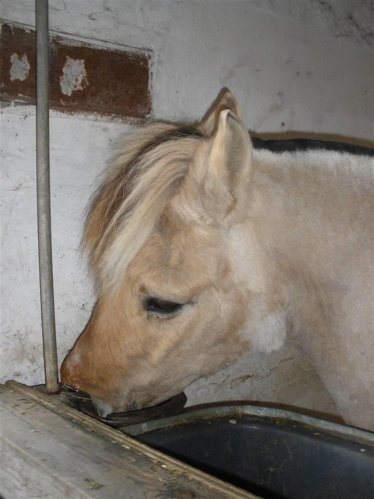 Fjordhest †Bellmann Kongsted† billede 14