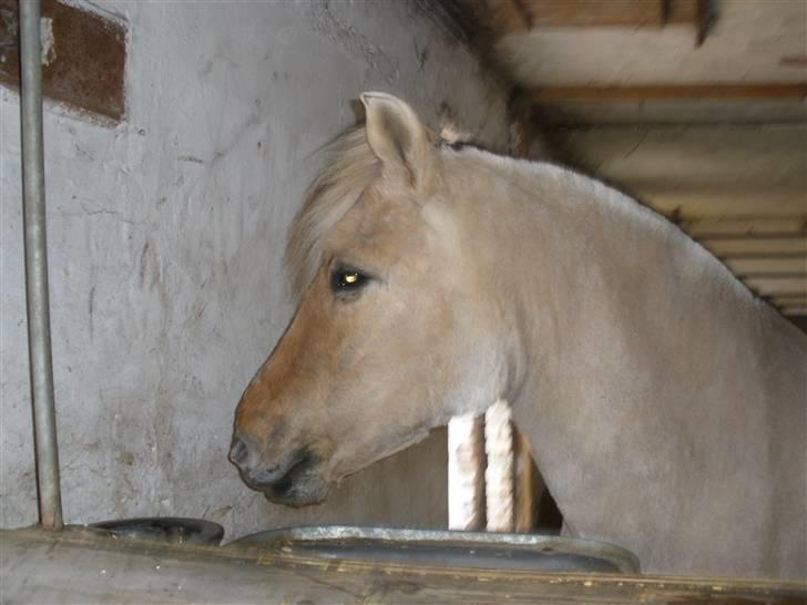 Fjordhest †Bellmann Kongsted† billede 15