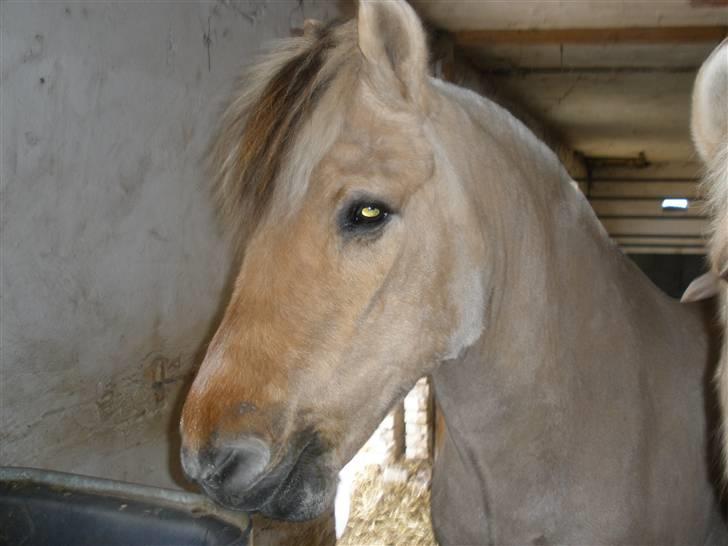 Fjordhest †Bellmann Kongsted† billede 16