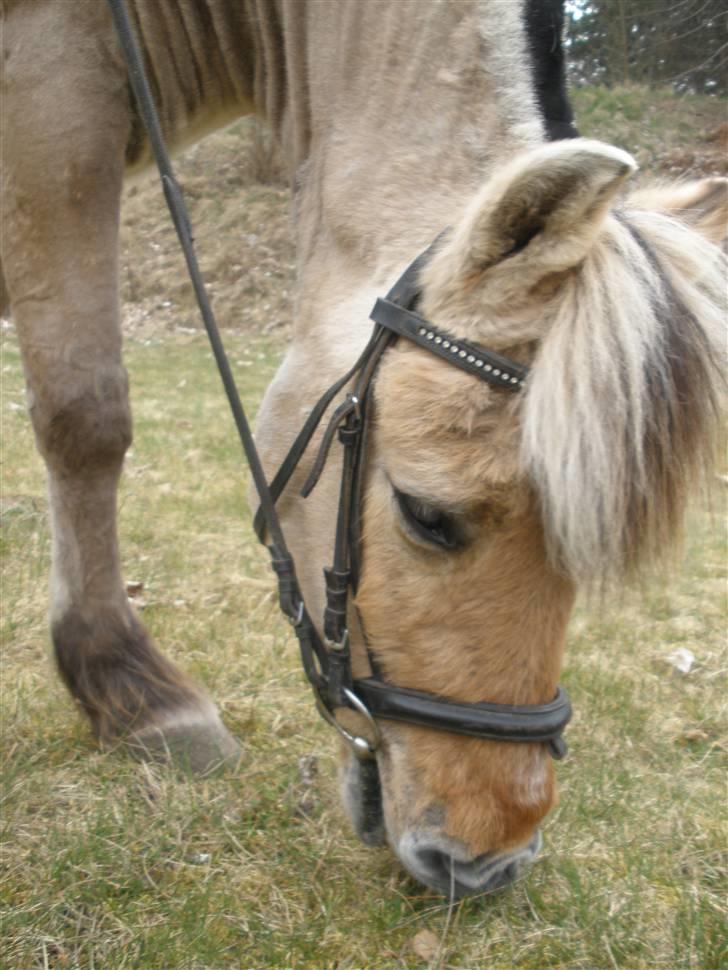 Fjordhest †Bellmann Kongsted† billede 17