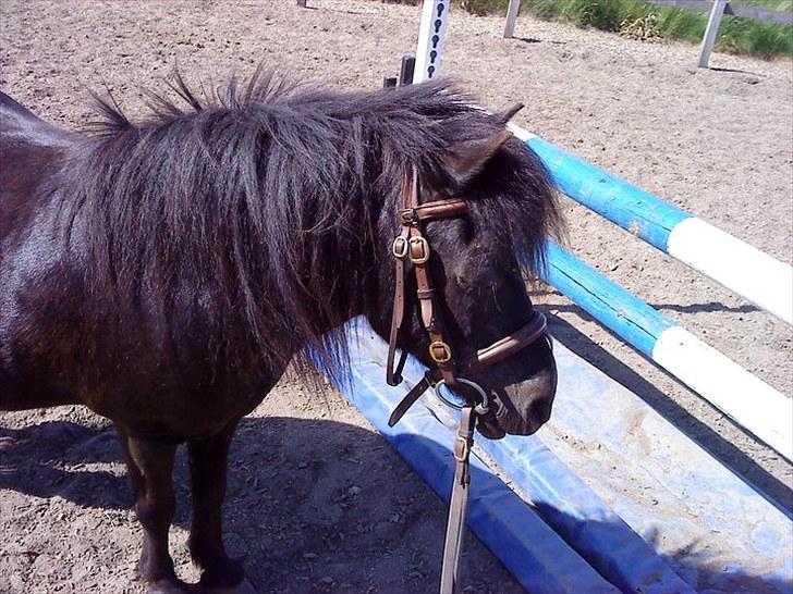 Shetlænder Sorte Anja "passer" - det er ALT for hårdt at være pony for tiden! xD billede 3