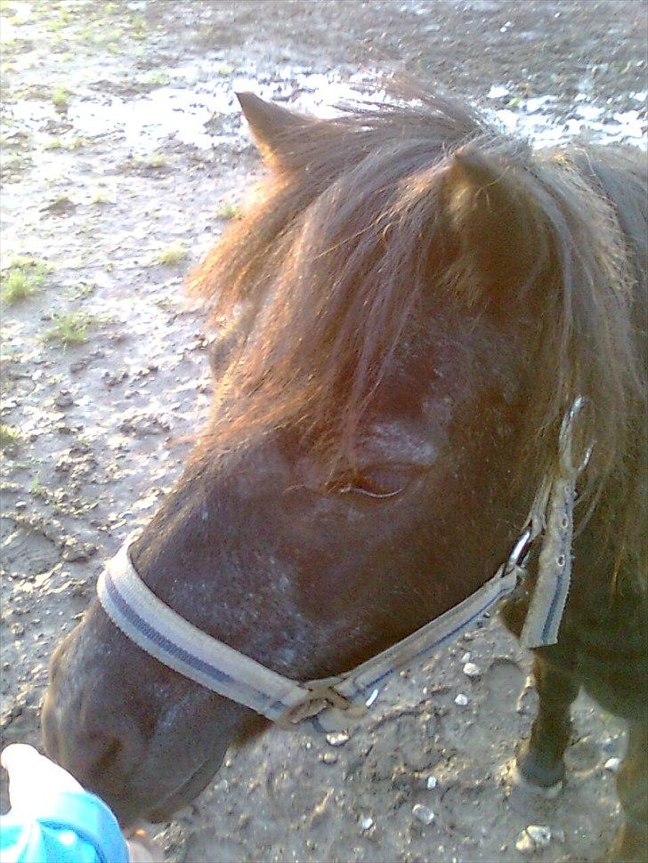 Shetlænder Sorte Anja "passer" - min lille smukke sorte i solnedgangen <3 foto:miiq billede 5