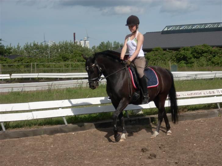 New Forest meteor - Flotte fur!! billede 7