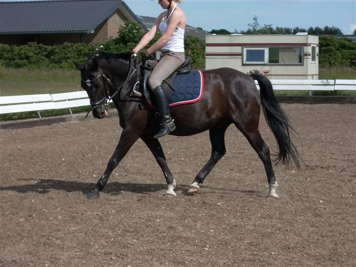 New Forest meteor - Jeg elsker dig<33  billede 9