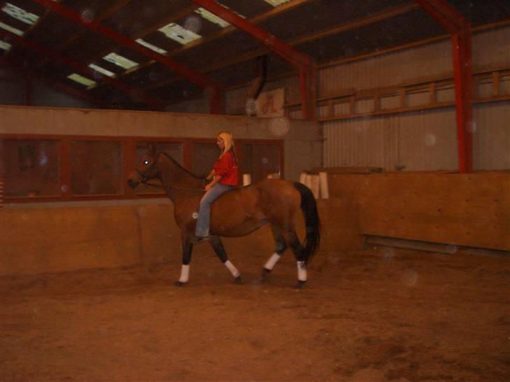 Dansk Varmblod Cornique J billede 11