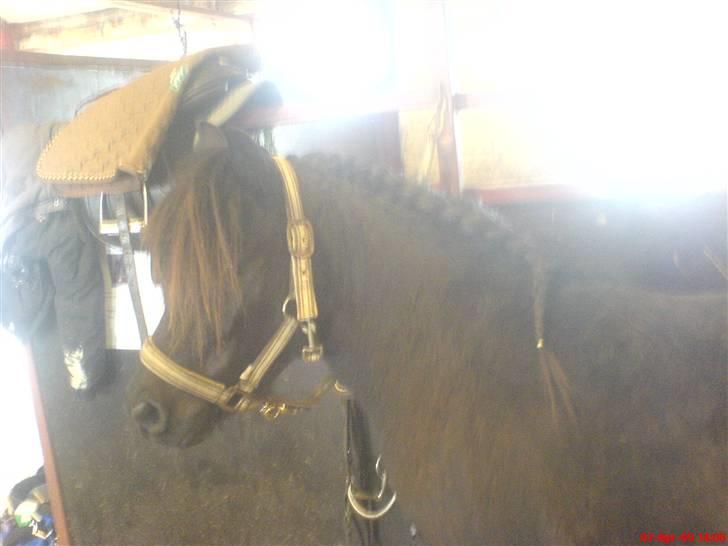 Shetlænder bs(har redet) - med fletning billede 12