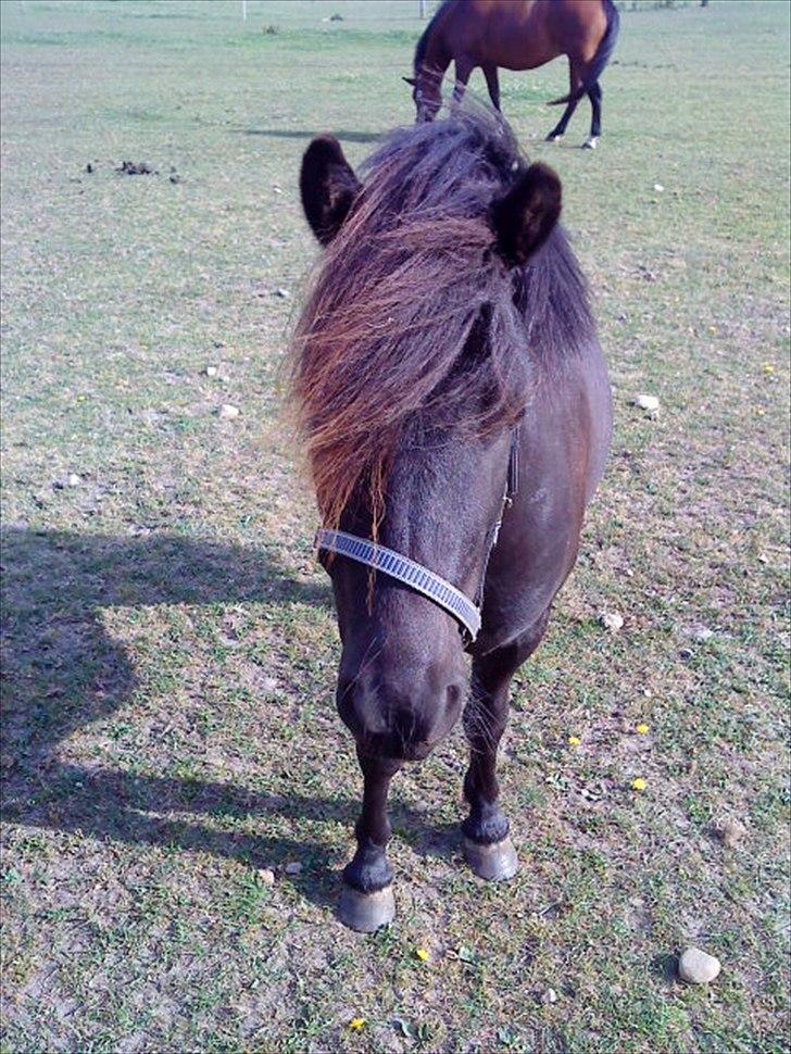 Shetlænder bs(har redet) - på fold i sommern 2008;b billede 13