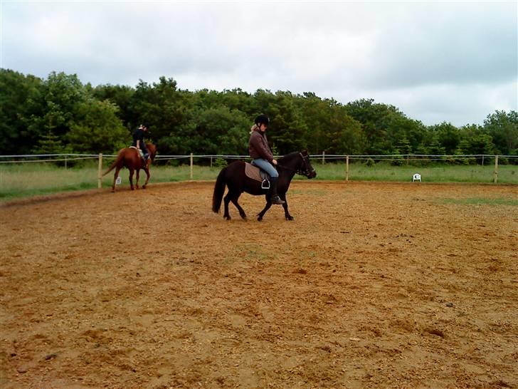 Shetlænder bs(har redet) - træning igen  billede 14