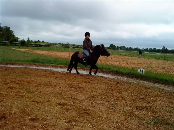 Shetlænder bs(har redet) - savner at ride dig du var så sød billede 15