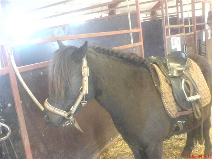 Shetlænder bs(har redet) - inden ridning billede 16