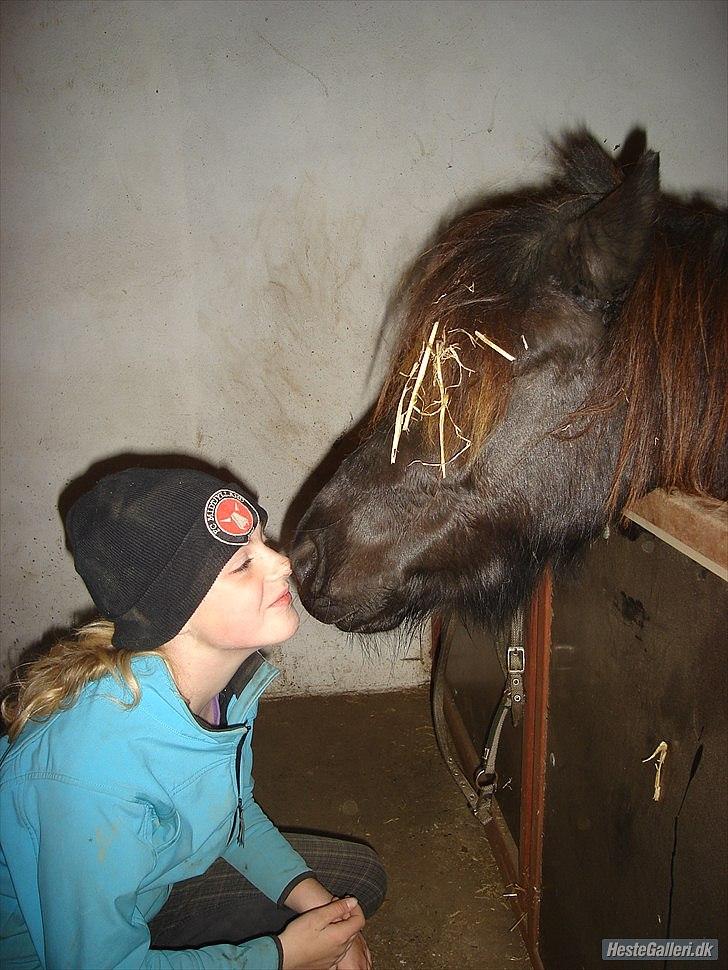Shetlænder bs(har redet) - miin dejlige basse savner ham virklig ægte kærlighed billede 17