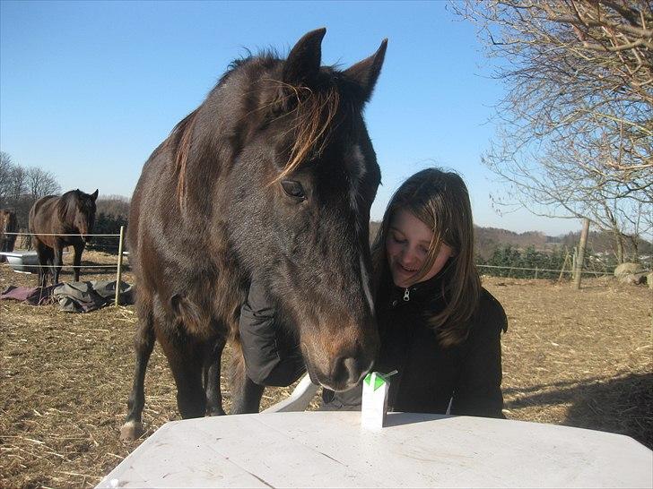 Traver Ideal Højbo (Sammy) - Sammy og Sophie  billede 14
