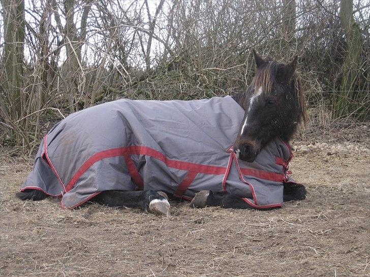 Traver Ideal Højbo (Sammy) billede 15
