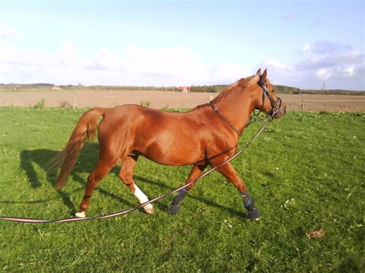 Anden særlig race Maxi *min drømmeprins* - BILLED 10. Han er s(køn) i longe!<33 billede 10