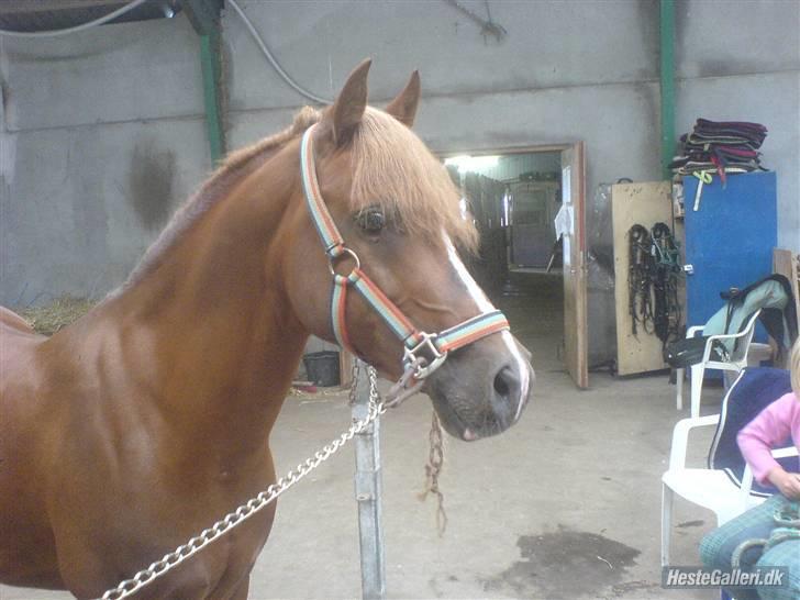Anden særlig race Maxi *min drømmeprins* - BILLED 14. smuk hals og smuk pony! <3 billede 14