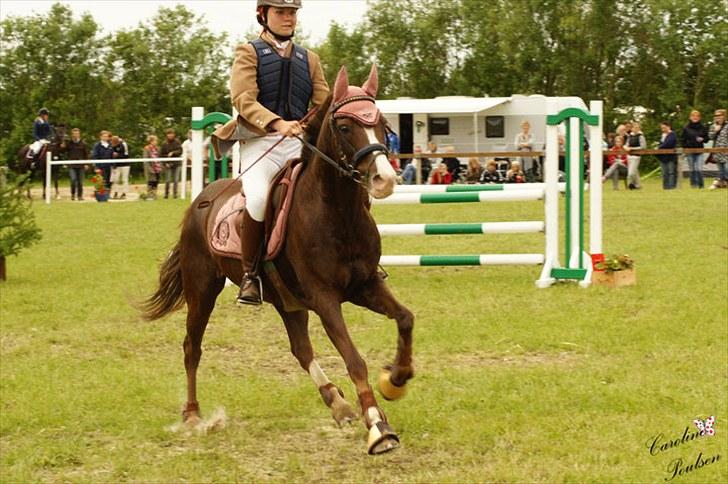 Anden særlig race Frenki - SOLGT .. - Til stævne i Guldager (: (sydjysk) billede 18