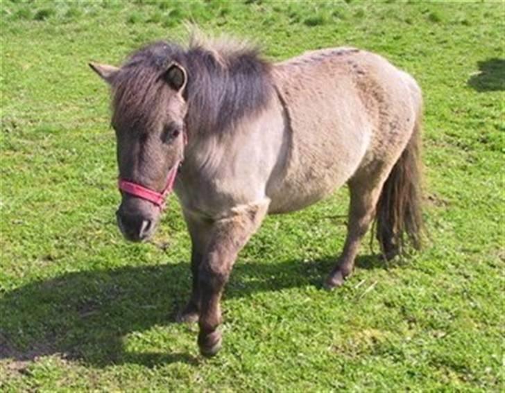 Shetlænder Musse  <3 ( Passer) - Lille Musse på fold <3 billede 1