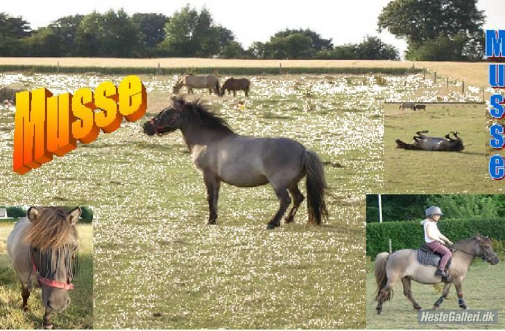 Shetlænder Musse  <3 ( Passer) - en lille mix xD billede 2