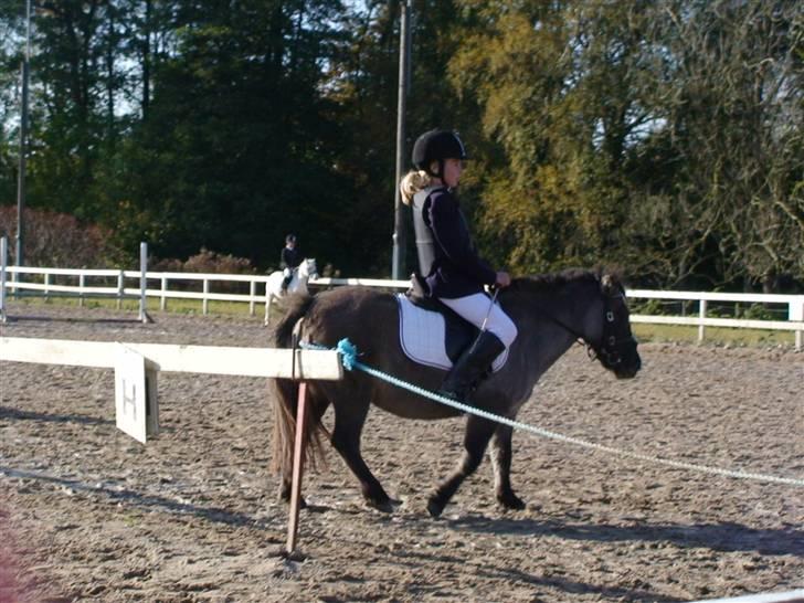 Shetlænder Musse  <3 ( Passer) - Musse til stævne med Sandra billede 3