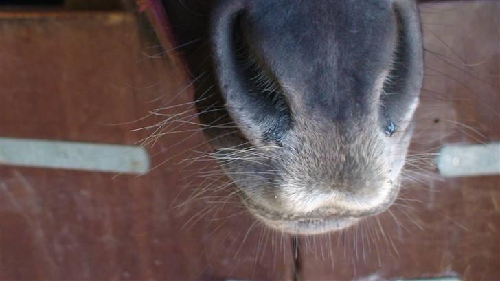 Shetlænder Musse  <3 ( Passer) - Musse din skønne mule <3 billede 5