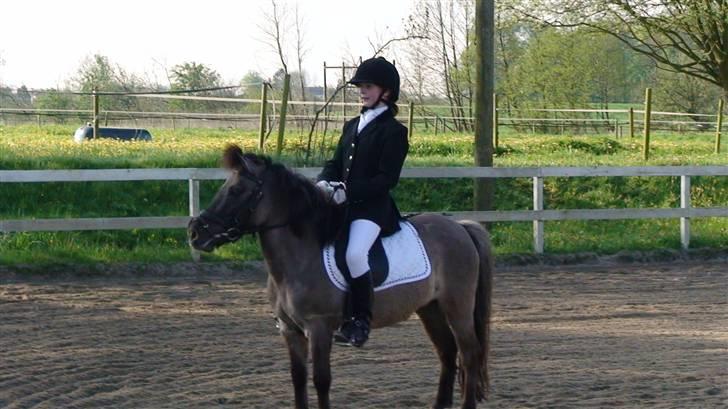 Shetlænder Musse  <3 ( Passer) - Musse og jeg til stævne LC1 billede 6