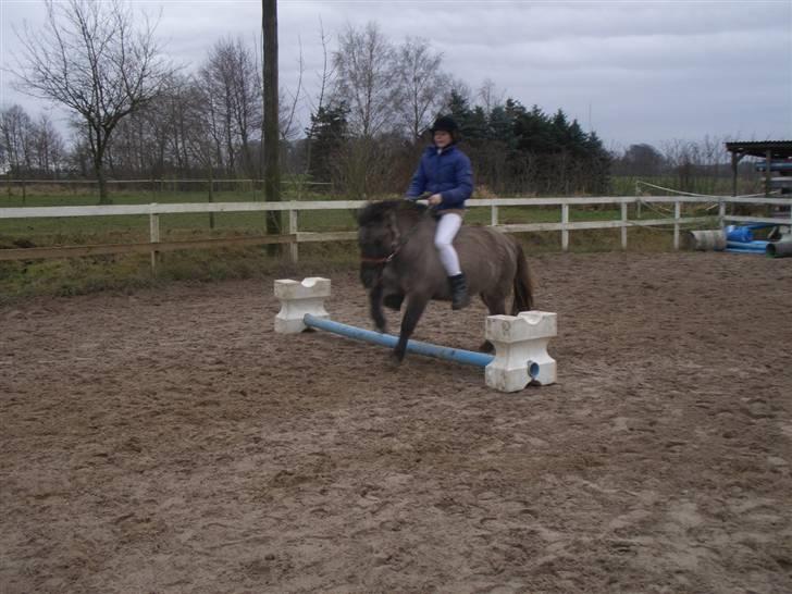 Shetlænder Musse  <3 ( Passer) - Springer lidt i grime og trækketov :) billede 7