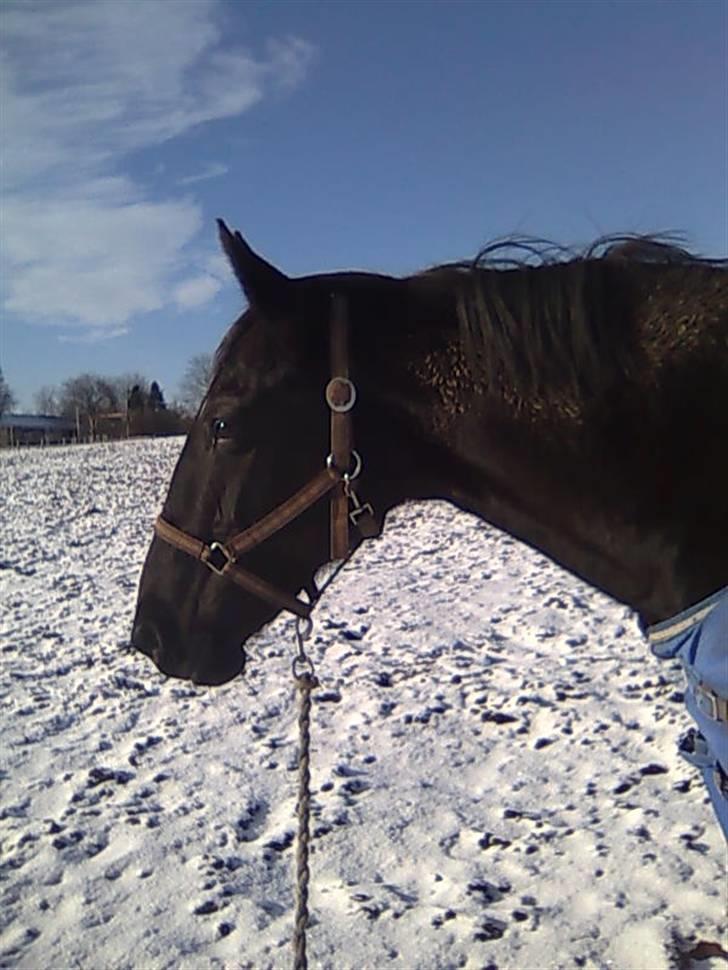 Traver Classic Lady R.I.P :-( - Lady i sneen billede 14