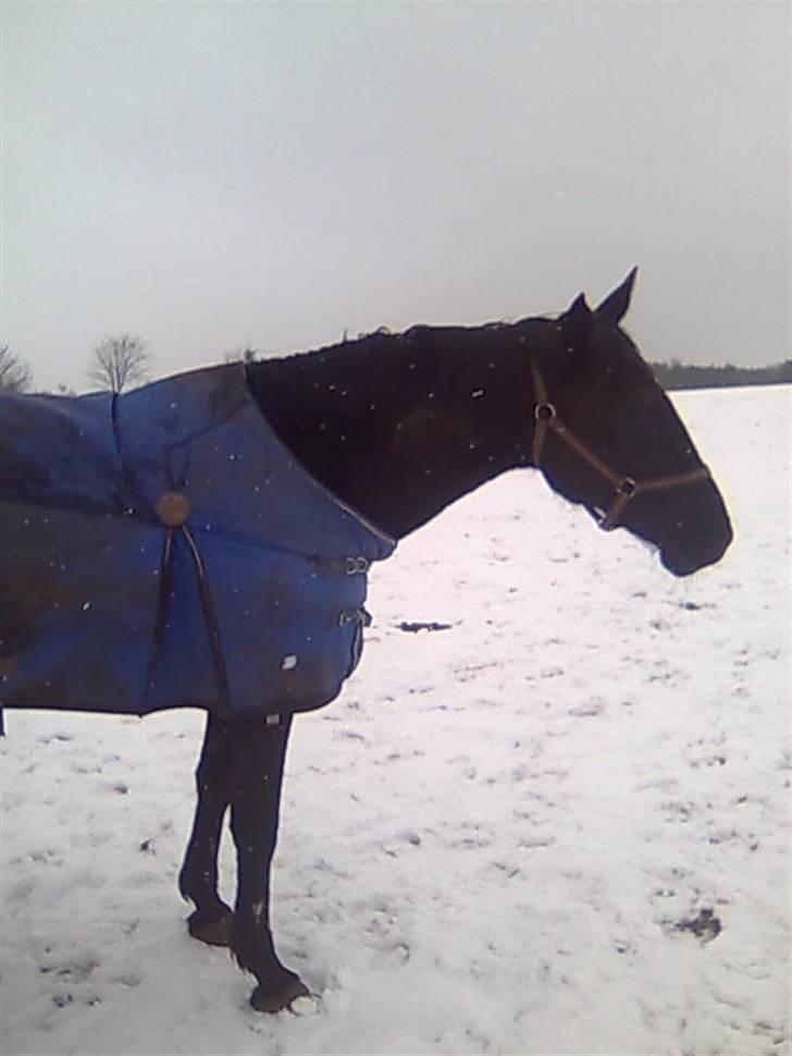 Traver Classic Lady R.I.P :-( - Lady i sneen igen... :-) billede 15