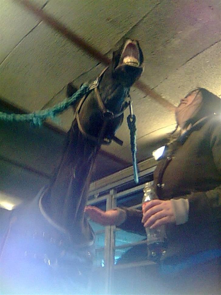 Traver Classic Lady R.I.P :-( - Lady griner billede 16