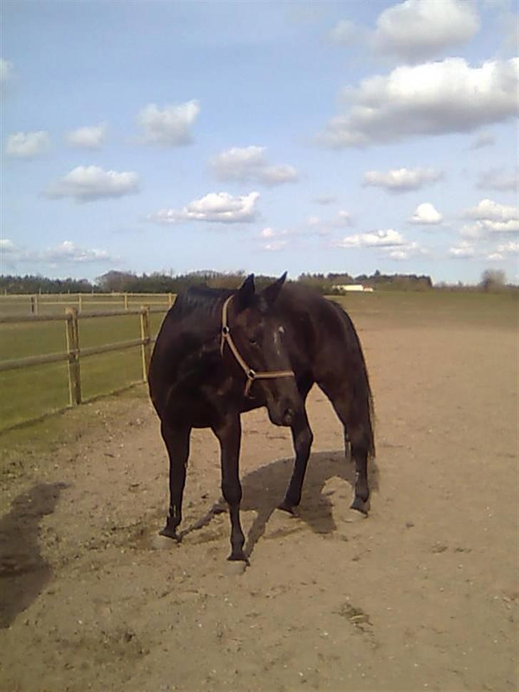 Traver Classic Lady R.I.P :-( - Lady på fold billede 17