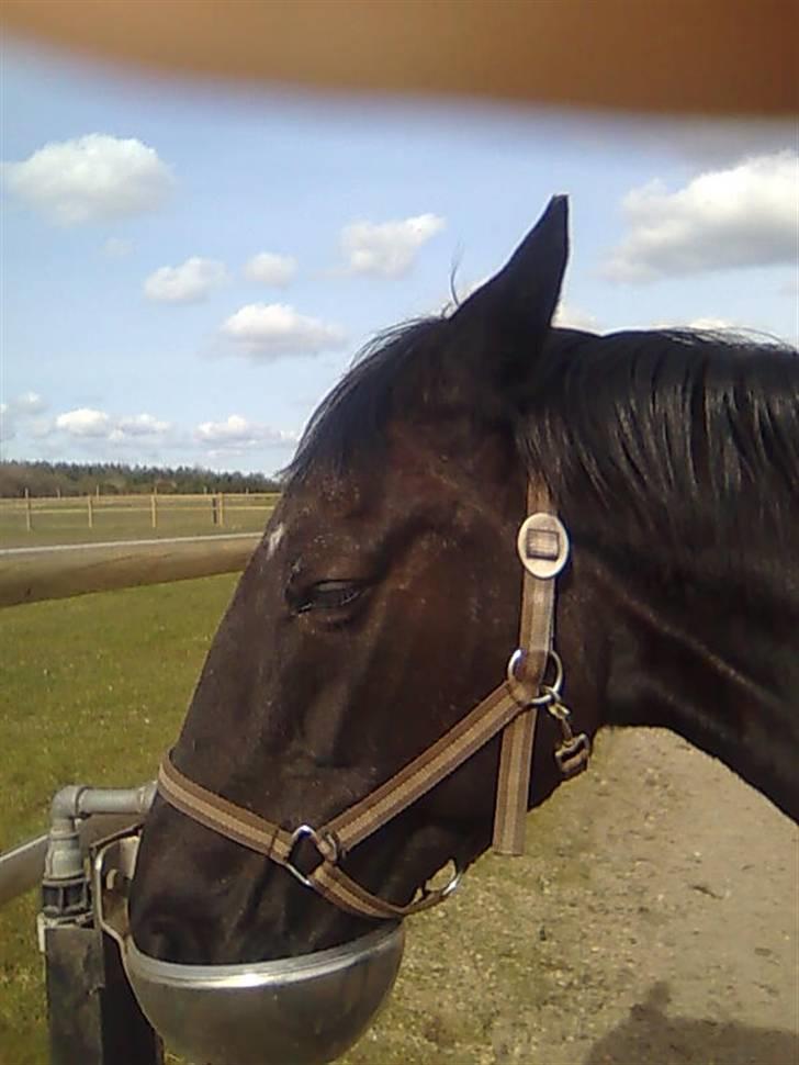 Traver Classic Lady R.I.P :-( - Så mor jeg er ved at drikke billede 18