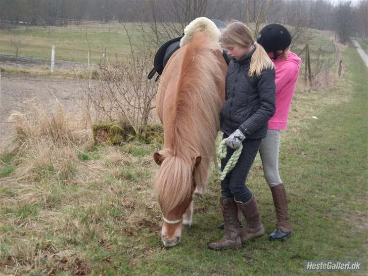 Islænder Dagur *Peter Pan* R.I.P   - gør klar til stæne<333  (foto Mie) billede 12