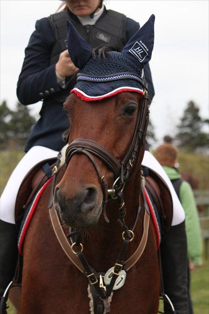 Tysk Sportspony Mister Moon  - til stævne i Nejst foto:Susanne Gravgaard Jørgensen billede 7