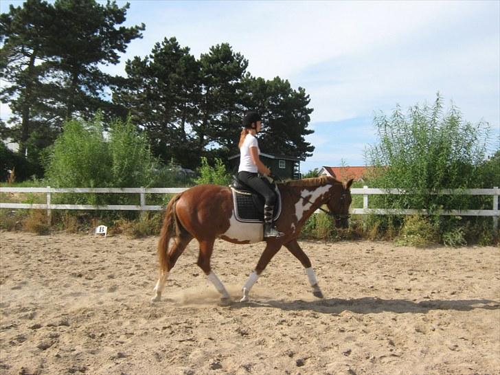Pinto Coda "solgt" - Dressur træning; sommer ´10 billede 7