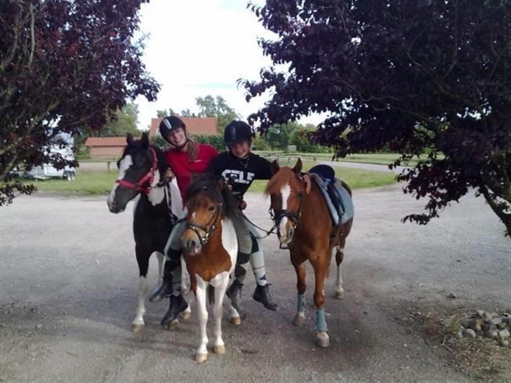 DSP Braygaardens Zaie - Hygge med mine to ponyer, min bedste veninde og hendes pony :-) Foto: Jasmine billede 3