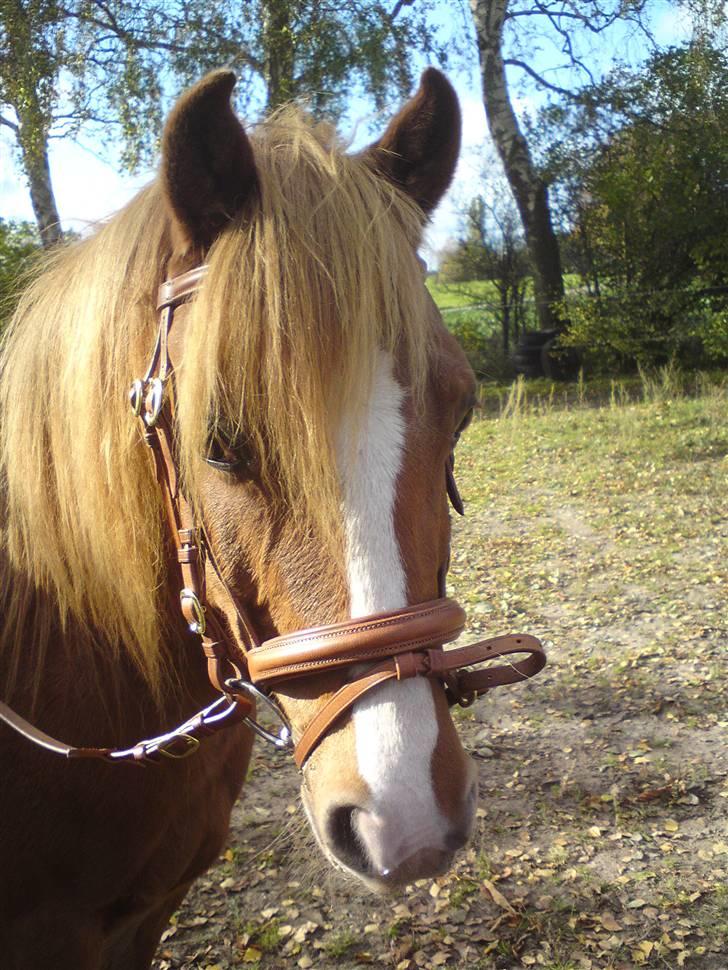 DSP Braygaardens Zaie - Min smukke pony, en af de første gange, jeg så ham! Foto: Anja billede 10