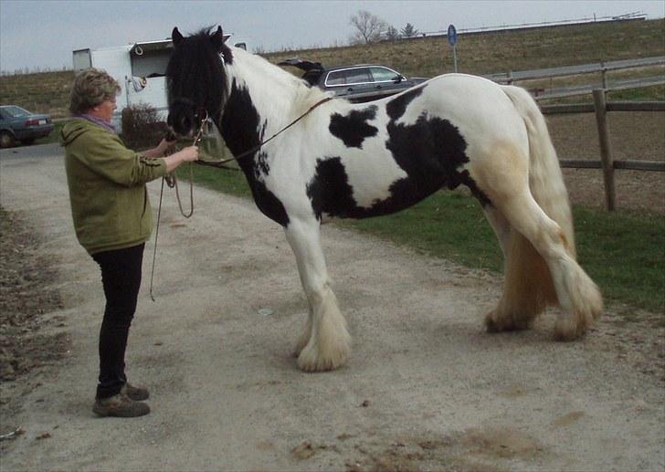 Irish Cob Mr. Sullivan *Avlshingst* - April 2010 knap 3 år og til kåring billede 4