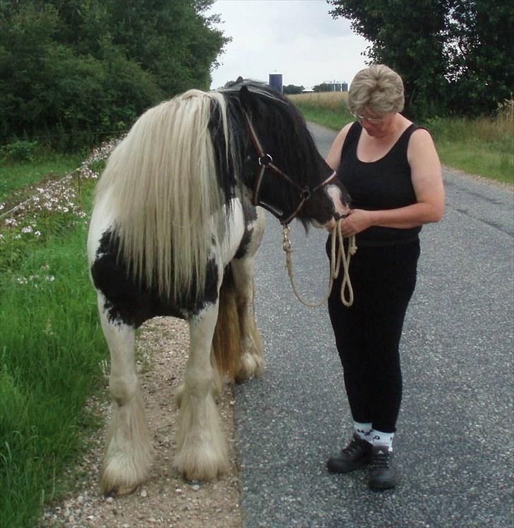 Irish Cob Mr. Sullivan *Avlshingst* - August 2010 på vej hjem fra marken altid tid til en sludder med mig billede 5
