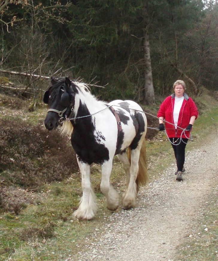 Irish Cob Mr. Sullivan *Avlshingst* -  skov tur 2009 stor fornøgelse for alle parter billede 6