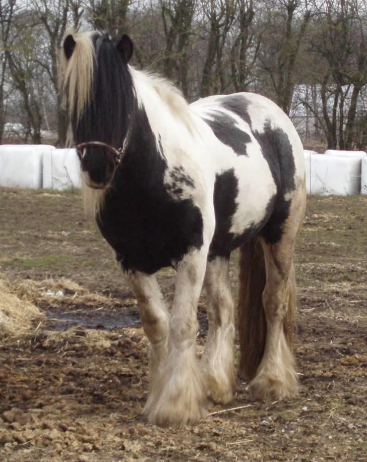 Irish Cob Mr. Sullivan *Avlshingst* - 3 års himgst i ro på fold billede 7