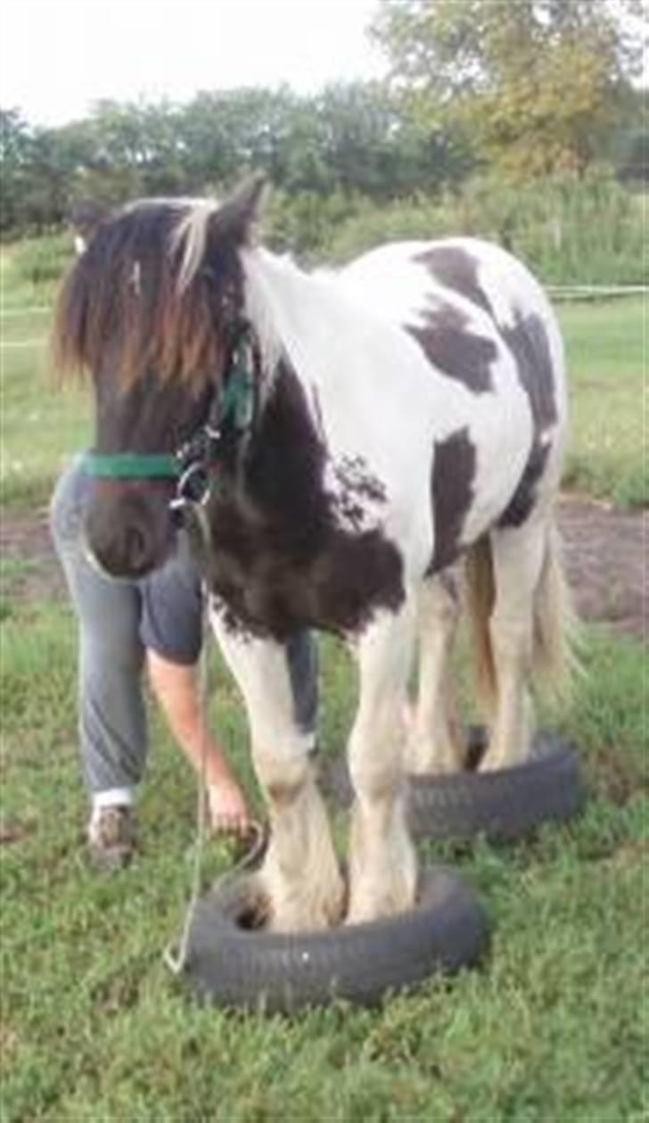 Irish Cob Mr. Sullivan *Avlshingst* - Putter hesen i dæk , bemærk den slappe snor. 2008 billede 8