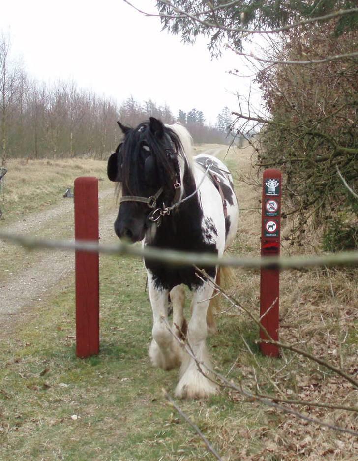 Irish Cob Mr. Sullivan *Avlshingst* - Et foto mere fra skov igennem et led 2009 billede 10
