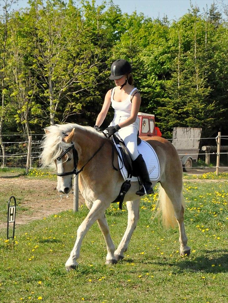 Haflinger Ulvira - NYT Maj 2011 billede 1