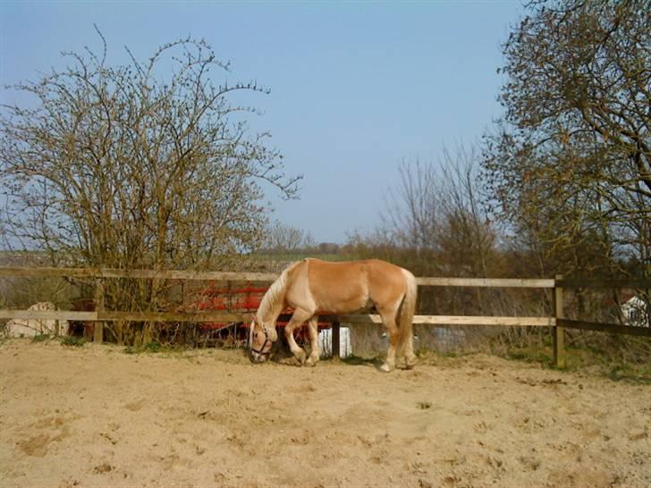 Anden særlig race Pablo haflinger blanding billede 8