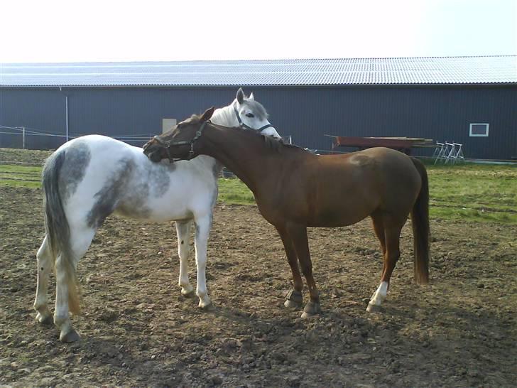 Hollandsk Sportspony Magic Maggie -'solgt :'/ - gnubbe gnubbe. med silver på folden første gang på fold sammen <3 foto:miig billede 6