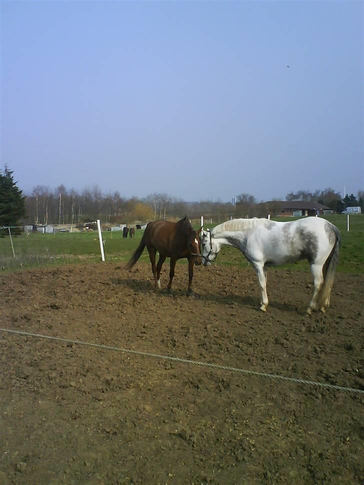 Hollandsk Sportspony Magic Maggie -'solgt :'/ - *kys**kys*med silver føste gang på fold sammen<3 foto:mig billede 7