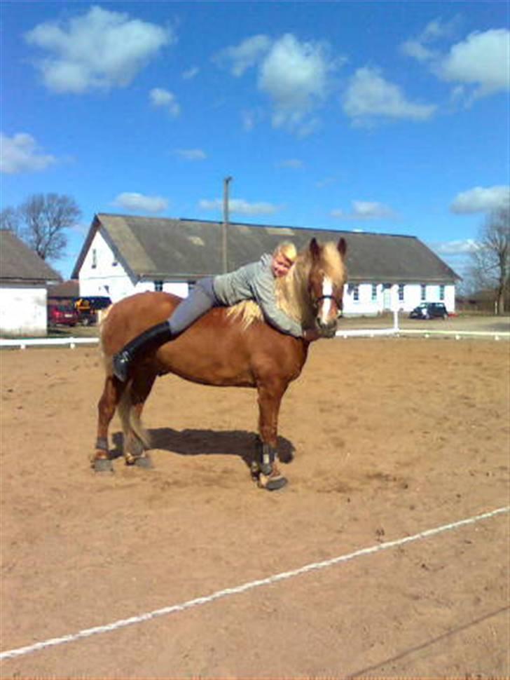 Haflinger Vestervangs Hodder - Mig og Hodder efter hyggespring :) D.5/4-09 billede 14