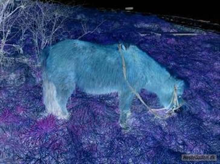 Anden særlig race Galir (R.I.P.) billede 10