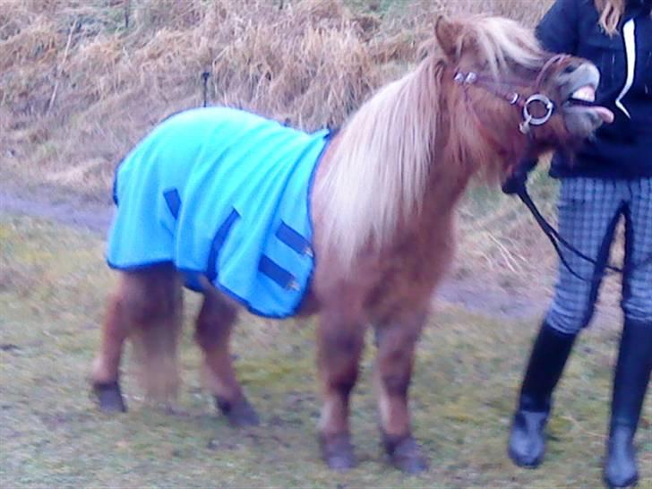 Shetlænder Fnuggi *den lille hingst* - skøre pony xD  foto: Mig (: billede 13