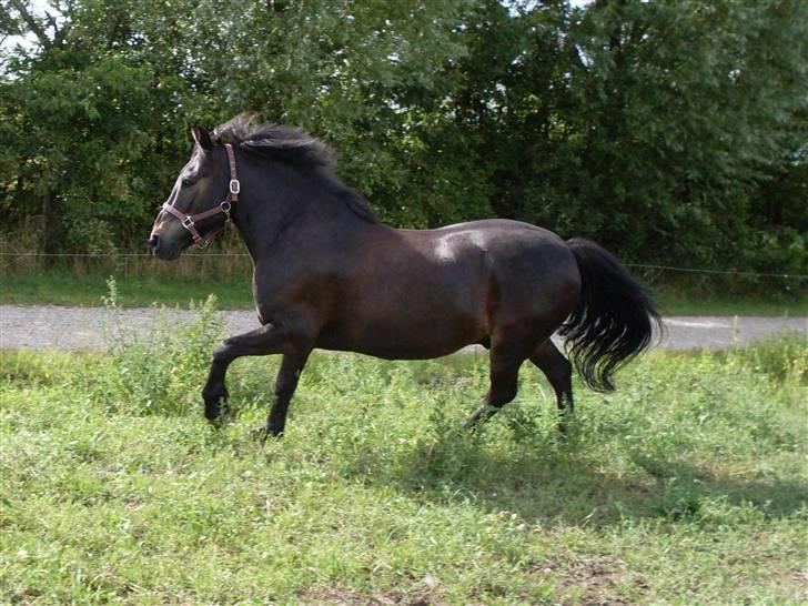 Anden særlig race Bobby - well thats easy! you're my best friend because you're the coolest ever! and I'm yours cos i'd totally do anything you say and none of your boyfriends would ever wanna surf me, cos I'm useless! - Pandora Moon <3  billede 17